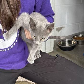 Toha -  Domestic Short Hair Cat for Adoption in Des Moines, Iowa - Toha | PetCurious