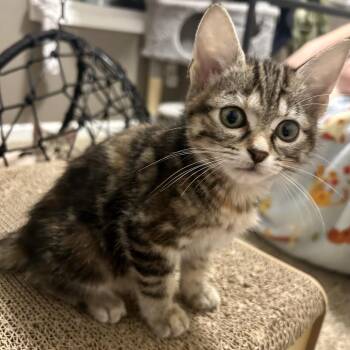 Domestic Short Hair Cats Available for Adoption in Evansville, Indiana - Gretchen | PetCurious