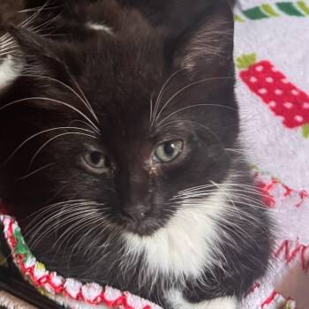 Gatorade Gabe -  Domestic Short Hair Cat for Adoption in Wilmington, Delaware - Gatorade Gabe | PetCurious