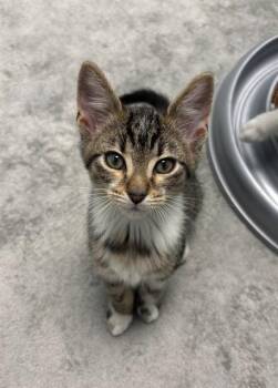 MR. KITTY PANTS -  Domestic Short Hair Cat for Adoption in Geneva, Illinois - MR. KITTY PANTS | PetCurious