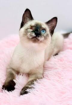 Spore -  Siamese Cat for Adoption in Covington, Louisiana - Spore | PetCurious