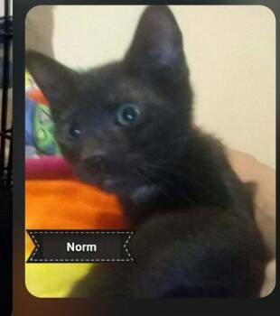 Norm -  Manx and Domestic Short Hair Cat for Adoption in Shrewsbury, Massachusetts - Norm | PetCurious