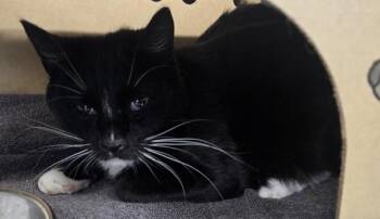 Snickers -  Domestic Short Hair Cat for Adoption in Vancouver, British Columbia - Snickers | PetCurious