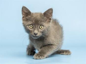 LONDON FOG -  Domestic Short Hair Cat for Adoption in Phoenix, Arizona - LONDON FOG | PetCurious