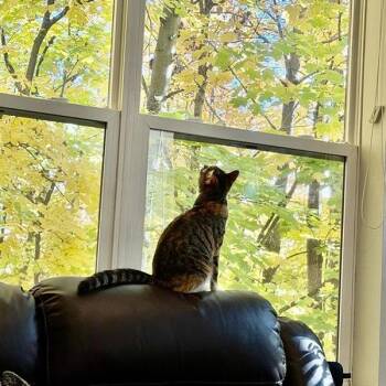 Sharon C71542 -  Domestic Short Hair Cat for Adoption in Minnetonka, Minnesota - Sharon C71542 | PetCurious