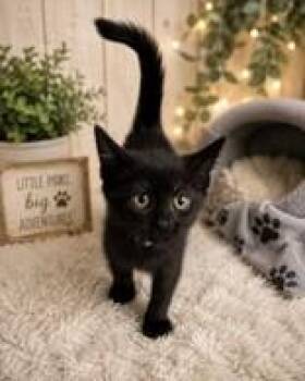 Coal -  Domestic Short Hair Cat for Adoption in Portsmouth, Ohio - Coal | PetCurious