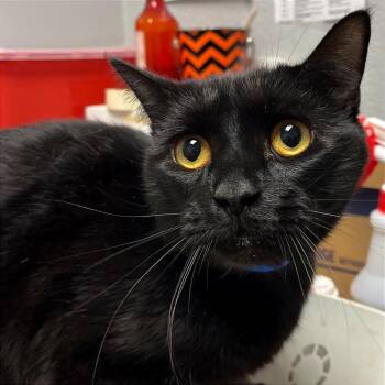 Domestic Short Hair Cats Available for Adoption - Midnight | PetCurious