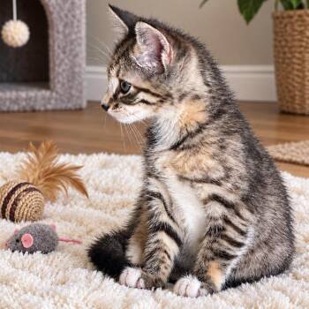 Cleo -  Domestic Short Hair Cat for Adoption in Tustin, California - Cleo | PetCurious