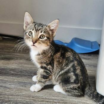 Donna Meagle -  Domestic Short Hair Cat for Adoption in Eagle Mountain, Utah - Donna Meagle | PetCurious