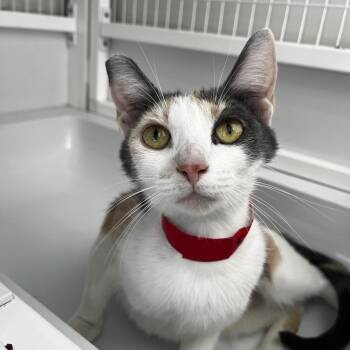 Chloe -  Domestic Short Hair Cat for Adoption in Chicago, Illinois - Chloe | PetCurious