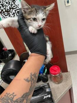 Shakira -  Domestic Short Hair Cat for Adoption in Hobbs, New Mexico - Shakira | PetCurious
