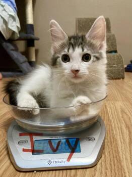 Ivy -  Domestic Short Hair Cat for Adoption in Oviedo, Florida - Ivy | PetCurious