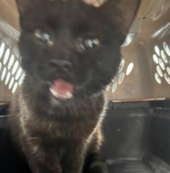 Valerian -  Domestic Short Hair Cat for Adoption in Des Moines, Iowa - Valerian | PetCurious