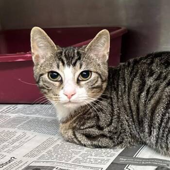 Porpoise -  Domestic Short Hair Cat for Adoption in Shinnston, West Virginia - Porpoise | PetCurious