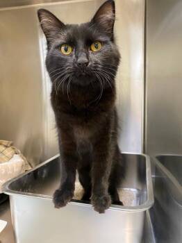 Domestic Medium Hair Cats Available for Adoption - Nocturne | PetCurious