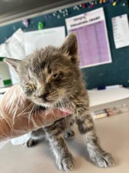 Eddie -  Domestic Medium Hair Cat for Adoption in Salt Lake City, Utah - Eddie | PetCurious