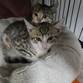 Fred -  Domestic Short Hair Cat for Adoption in Ridgely, Maryland - Fred | PetCurious