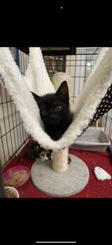 American Shorthair Cats Available for Adoption - Ryder | PetCurious