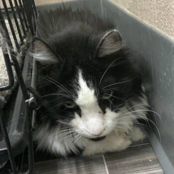 Bela Lagosi -  Domestic Long Hair Cat for Adoption in Las Vegas, Nevada - Bela Lagosi | PetCurious