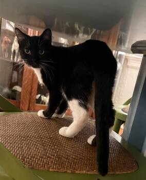 Gio -  Domestic Short Hair Cat for Adoption in Jacksonville, Florida - Gio | PetCurious