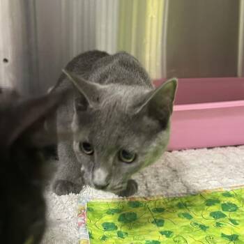 Shin Spint -  Domestic Short Hair Cat for Adoption in Waynesville, North Carolina - Shin Spint | PetCurious