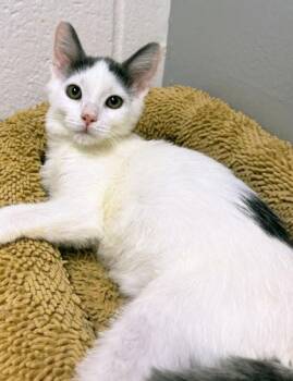 Aquarius 494-26 -  Domestic Short Hair Cat for Adoption in Cumming, Georgia - Aquarius 494-26 | PetCurious
