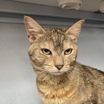 The Sauce -  Domestic Short Hair Cat for Adoption in Desert Hot Springs, California - The Sauce | PetCurious