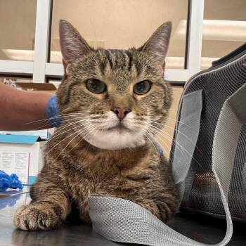 Gus -  Domestic Short Hair Cat for Adoption in Birmingham, Alabama - Gus | PetCurious