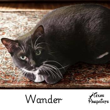 Wander -  Tuxedo Cat for Adoption in Dallas, Texas - Wander | PetCurious