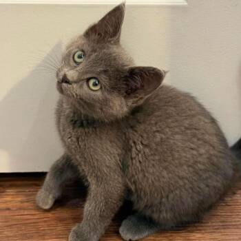 Spurr -  Domestic Short Hair Cat for Adoption in Nampa, Idaho - Spurr | PetCurious