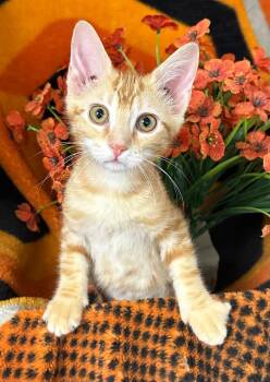 6/7/26 Lola -  Domestic Short Hair Cat for Adoption in Stillwater, Oklahoma - 6/7/26 Lola | PetCurious
