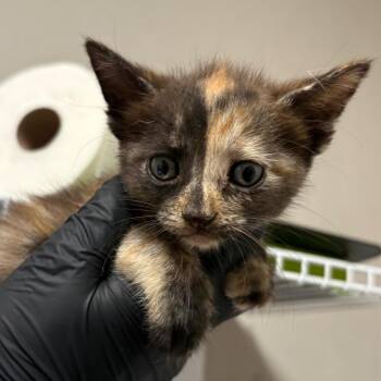 Patricia -  Domestic Short Hair Cat for Adoption in Yuma, Arizona - Patricia | PetCurious