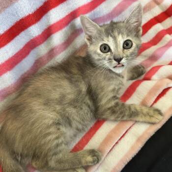 Norma Jean -  Domestic Short Hair Cat for Adoption in Lynchburg, Virginia - Norma Jean | PetCurious
