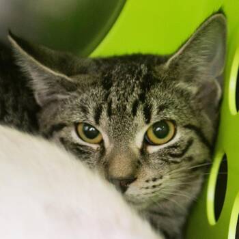 Misty -  Domestic Short Hair Cat for Adoption in Middletown, Rhode Island - Misty | PetCurious