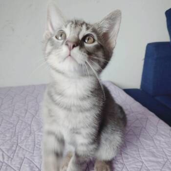 Dash -  Tabby Cat for Adoption in Pinole, California - Dash | PetCurious