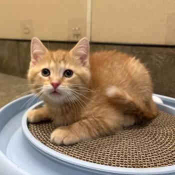 Domestic Short Hair Cats Available for Adoption in Dubuque, Iowa - Rye | PetCurious