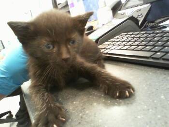 TIMMY -  Domestic Long Hair Cat for Adoption in Charlotte, North Carolina - TIMMY | PetCurious