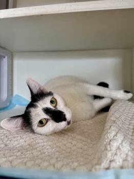 Domestic Short Hair Cats Available for Adoption in Ramsey, New Jersey - Ruby | PetCurious