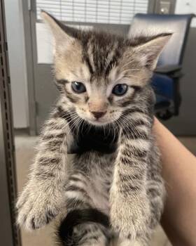 CODY -  Domestic Short Hair Cat for Adoption in Dallas, Texas - CODY | PetCurious