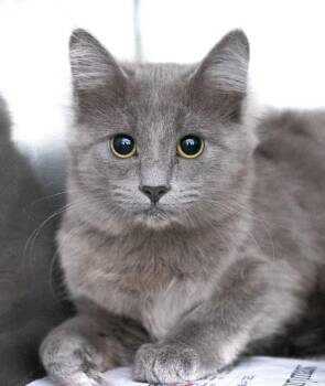 Arden -  Domestic Medium Hair Cat for Adoption in Monroe, Georgia - Arden | PetCurious
