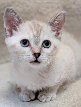 *Smooshy -  Siamese Cat for Adoption in Newnan, Georgia - *Smooshy | PetCurious