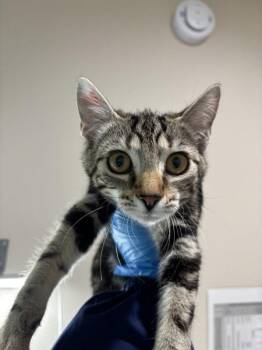 Shania -  Domestic Short Hair Cat for Adoption in Sherwood, Oregon - Shania | PetCurious