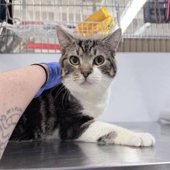 Domestic Short Hair Cats Available for Adoption in New York, New York - Knocks | PetCurious