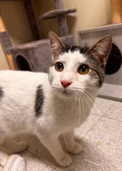 Domestic Short Hair Cats Available for Adoption in Sandusky, Ohio - Toulouse | PetCurious