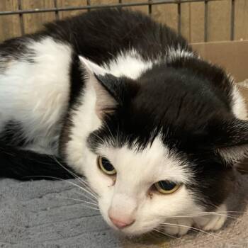 Maxi -  Domestic Short Hair Cat for Adoption in Marion, Illinois - Maxi | PetCurious