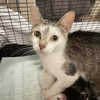 Ash -  Domestic Short Hair Cat for Adoption in Chicago, Illinois - Ash | PetCurious