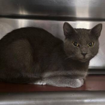 Zany -  Domestic Short Hair Cat for Adoption in Tampa, Florida - Zany | PetCurious