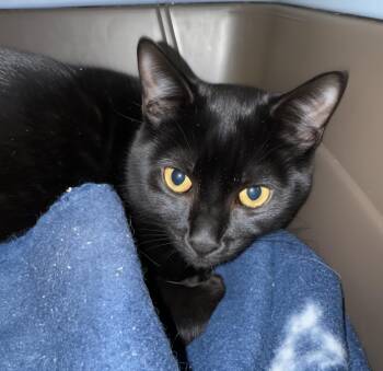 Rescue Domestic Short Hair Cats for Adoption in Byron Center, Michigan - Pugsley | PetCurious