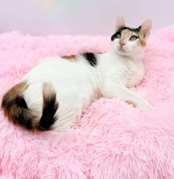 Hex Key -  Calico Cat for Adoption in Covington, Louisiana - Hex Key | PetCurious