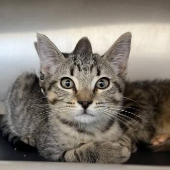 River -  Domestic Short Hair Cat for Adoption in Fort Wayne, Indiana - River | PetCurious